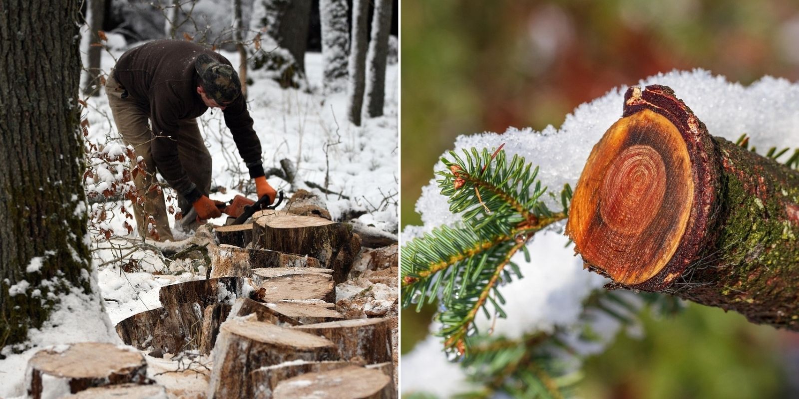 les dangers de l'hiver élagage bûcheronnage